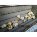 Rollenbürsten-Art Kartoffel-schälende Maschine, Fisch-Skala, die Maschine entfernt